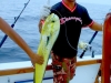 02-13-2013-dorado-marietta-islands-magnifico-www-masterbaiters-com_-mx-text