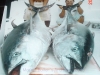 455-fishing2-wtext