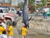 481-fishingmarlin700lb
