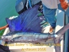 489-fishinghectorssaillewisfamily-redpix-600
