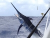 560-fishing