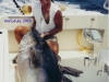 www-masterbaiters-com_-mx-pinit-0007-kens-cow