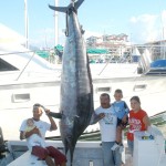 11 05 09 700 lb Black Marlin 1 RedPix 700 + lb Black Marlin @ Corbeteña