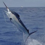 Black Marlin Hook-Up at Corbeteña Black Marlin Hook-Up at Corbeteña