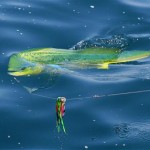 Dorado at the boat, Blue Water and Golden Pescado await you NOW! Dorado at the boat, Blue Water and Golden Pescado await you NOW!