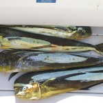 Dorado at Punta Mita, Dinner on the HOOK! Dorado at Punta Mita, Dinner on the HOOK!