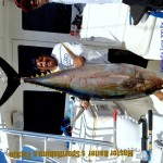 01 27 2012 Animal House 3b, yellowfin tuna 250 lbs, Tres Maria Island, Redpix 600 wTEXT Yellowfin Tuna Monsters, Boat: Animal House Where:Tres Maria islands,Size:200 lbs