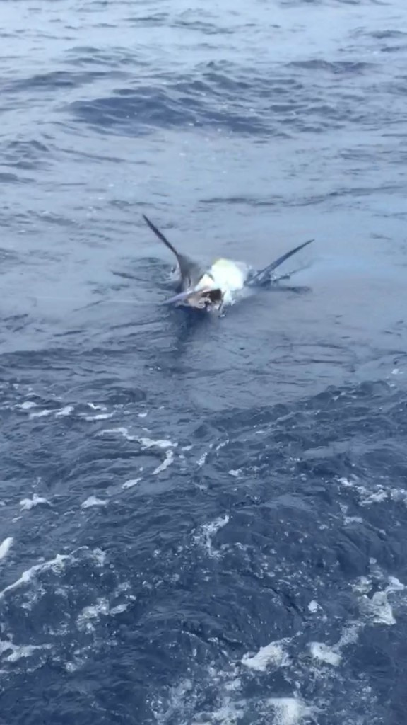 Black Marlin, Magnifico at Corbeteña