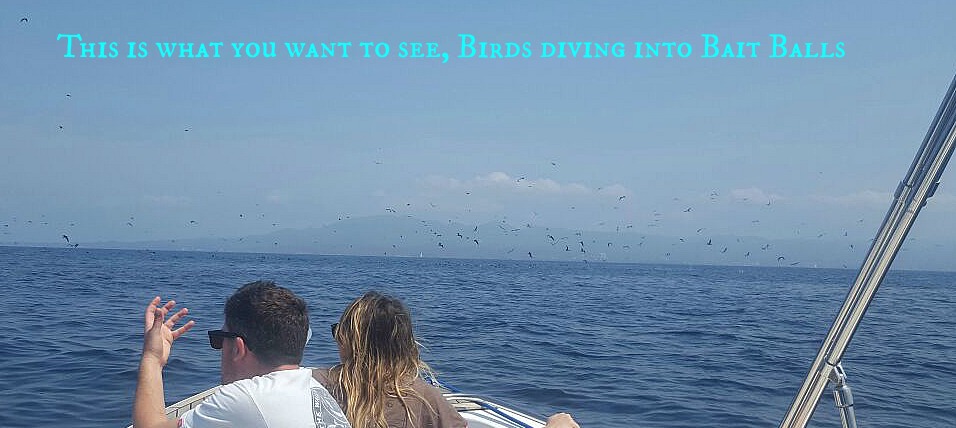 Birds....Birds....