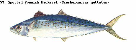 Sierra Mackeral