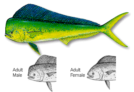 Dorado Illustration