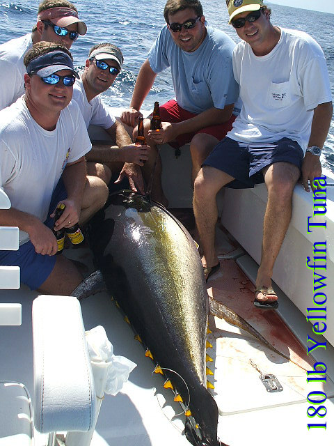 Yellowfin tuna catch from the Master Baiters fishing archive