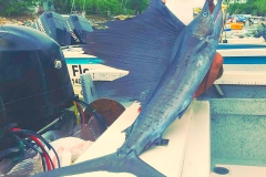 01 02 2019 Capt Chema, Sailfish in Bay Orig