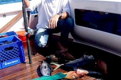 01 21 2018 Misc Bay fish 650 pxls MBText