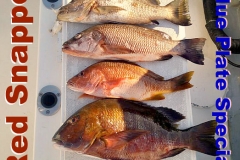 01 24 2018 Snapper around rocks Blue Plate Special
