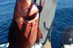 02 28 2018 Cuberra Snapper
