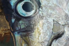 05 21 2018 Larry Lionetti, Tres Marias, yellowfin Tuna 2