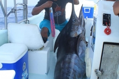05-25-2019-Juan-Mendez