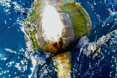 05 30 2018 Turtles int he bay