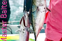 06-01-2019-Bonito-in-the-bay-650-pxls-MBT