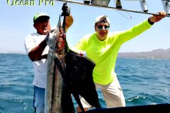 Sailfish Pick Up in Numbers at Punta Mita