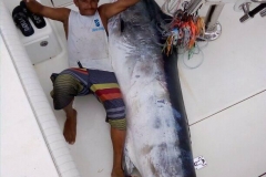 08 08 2018 Marlin at Corbetena