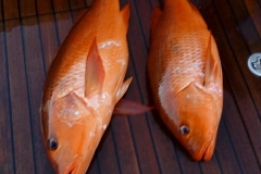 08 08 2018 Puerto Escondido, Nachos Red Snappers