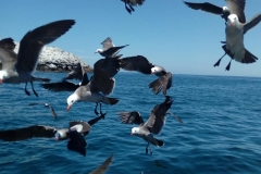 08 08 2018 Puerto Escondido, Nachos7