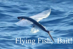 08 16 2018 Flying Fish