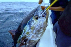 09 010 2018 Yellowfin Tuna at the Tres Marias 650 pxls MBText