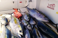 09 07 2018 Bay Fishing, Bay fishing Adjusted