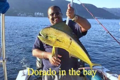 09 08 2018 Dorado in the bay, 400 pxls MBText