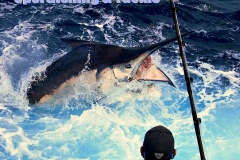 10 17 5018 Marlin Seq 01 Orig 950 pxls MBTest