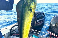 10 23 2017 Dorado in Bay 1 600 pxls WM MBText