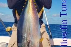 10 26 2018 Tuna at Corbetena 02 Orig 900 pxls