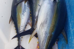 10 26 2018 Tuna at Corbetena 06
