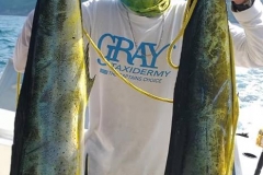 10 29 2018 Dorado in the bay orig