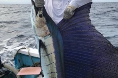 10 31 2018 Sailfish, Corbetena orig