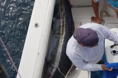 11 03 2018 Football tuna,Dorado y mas 2