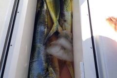 11 03 2018 Full Fish Box