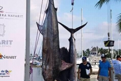 11 04 2018 Marlin hookup Tournament, Marcos Taymayo, orig 2 hanging