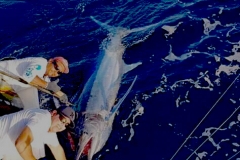 11 04 2018 Marlin hookup Tournament, Marcos Taymayo, orig 5a Animal House 700 pxls MBText