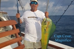 11 11 2017 Capt Cesar, Dorado, Magnifico 01 WM 600 pxls MBText