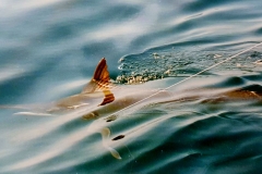 11 19 2017 Black Marlin at Sheraton, Released, Buddy