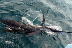 12 24 2018 Sailfish at the Gaff, Capt Nach, MBText 650 pxls