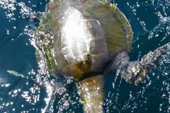 Turtles int he bay