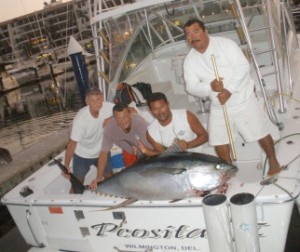 Yellowfin Tuna 200 pounds, Cow Country is Here