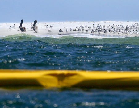 Booms protecting Pelicans on a white sand beach