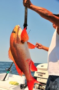 Snapper On The Gaff, Tonights Blue Plate Special