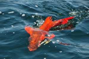 Snapper at the gaf, Marietta Islands, Puerto Vallarta